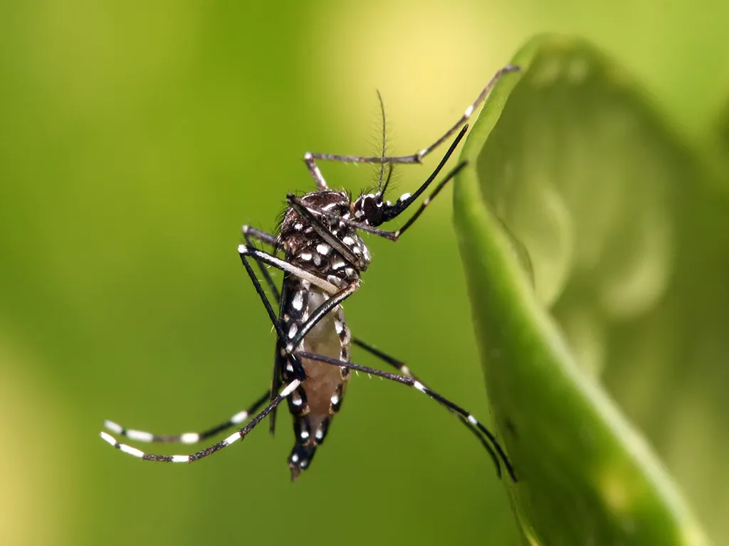 Dedetização de Mosquitos
